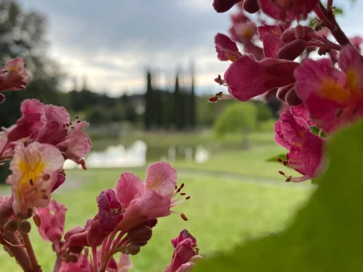 Pink flowers